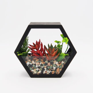 Terrario con suculenta